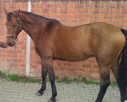 broodmare Mirja II (Holsteiner, 1997, from Corofino I)