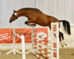 stallion Hilkens Crown Prince (German Riding Pony, 2009, from FS Champion de Luxe)