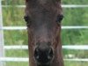 dressage horse Hilkens Black Dream (German Riding Pony, 2007, from Hilkens Black Delight)