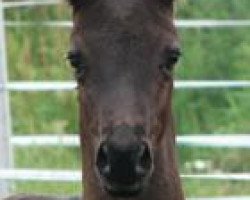 dressage horse Hilkens Black Dream (German Riding Pony, 2007, from Hilkens Black Delight)