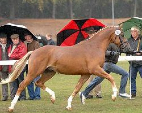 stallion Hilkens Charismatic (German Riding Pony, 2007, from Joldis Charmant)