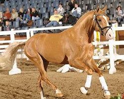 Dressurpferd Hilkens Color Me Golden (Deutsches Reitpony, 2007, von Joldis Charmant)