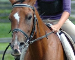 broodmare Dafina ox (Arabian thoroughbred, 1991, from Leylek ox)