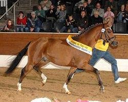 stallion Hilkens Denali (German Riding Pony, 2005, from Dreamcatcher)