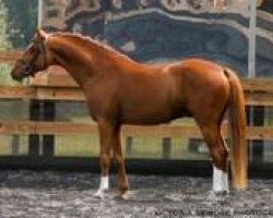 stallion Hilkens Go For Gold (German Riding Pony, 2004, from FS Golden Highlight)