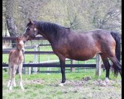 broodmare Schamila (German Riding Pony, 1994, from Black Boy)