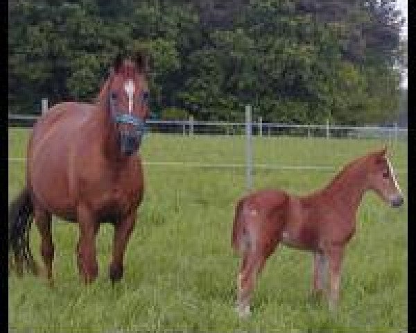 broodmare Gilda (German Riding Pony, 1987, from Brillant)