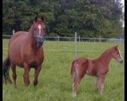 broodmare Gilda (German Riding Pony, 1987, from Brillant)