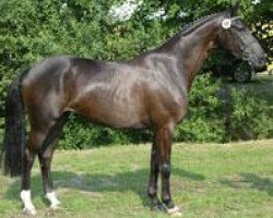 broodmare First Lady (Westphalian, 2003, from Florestan I)