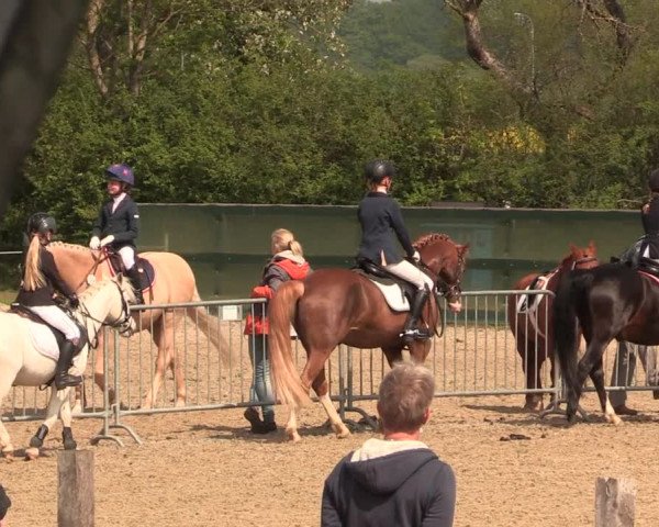 Reitturnier Langwedel - Hagen - Grinden 2019