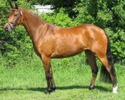 Zuchtstute Hilkens May Angel (Deutsches Reitpony, 2003, von Arts-Dancer-Boy)