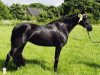 broodmare Syrah 4 (German Riding Pony, 1998, from Morbidelli)