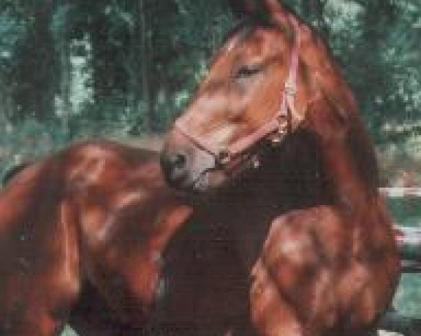 horse Benny (Rhinelander, 1982, from Bariton)