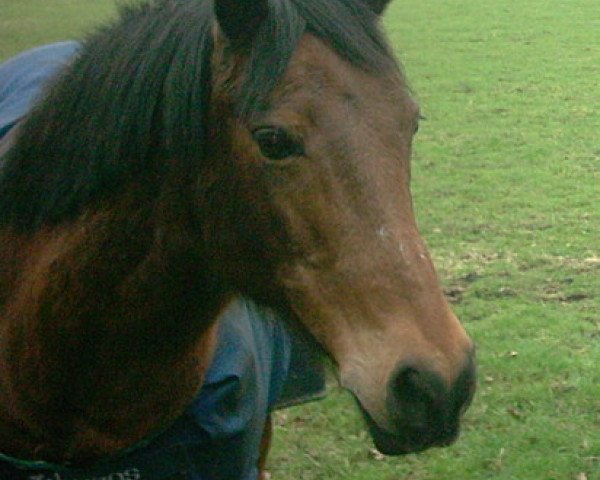 Pferd Felix (Deutsches Reitpony, 1985, von Fabian)