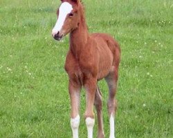 dressage horse Oakland's Saphira (German Riding Pony, 2005, from FS Don't Worry)