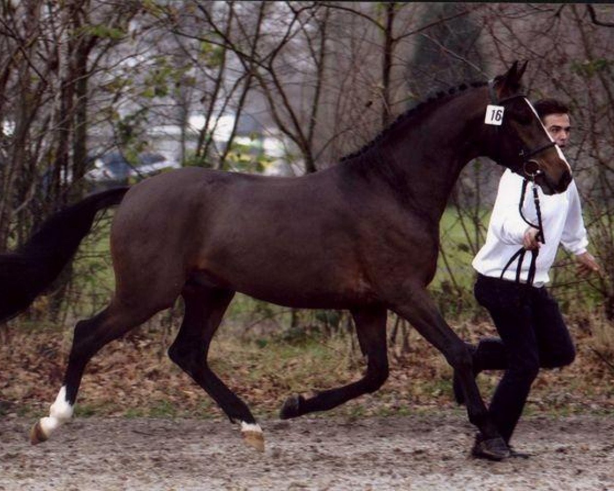 Deckhengst FS Harry Potter (Deutsches Reitpony, 2000, von FS Don't Worry)