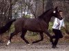 stallion FS Harry Potter (German Riding Pony, 2000, from FS Don't Worry)