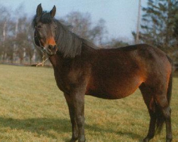 broodmare Nicole (German Riding Pony, 1981, from Nikolo)