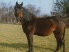broodmare Nicole (German Riding Pony, 1981, from Nikolo)