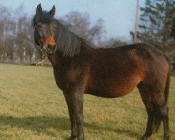 broodmare Nicole (German Riding Pony, 1981, from Nikolo)