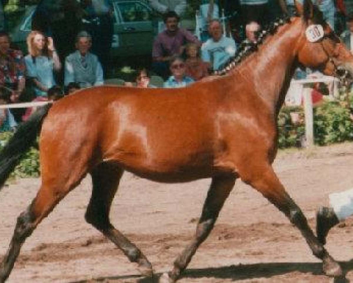 Zuchtstute Devina (Deutsches Reitpony, 1991, von Derbino)