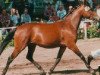 broodmare Devina (German Riding Pony, 1991, from Derbino)