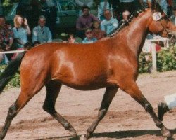 broodmare Devina (German Riding Pony, 1991, from Derbino)