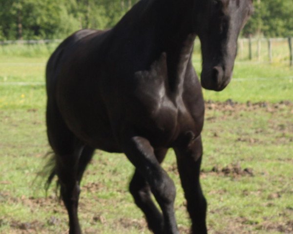 horse Robin (Friese, 2005, from Leonardo)