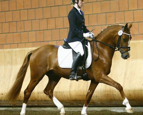 dressage horse Mac (German Riding Pony, 2006, from FS Don't Worry)
