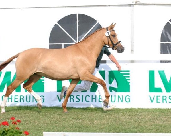 broodmare Mac Devinja (German Riding Pony, 2007, from FS Don't Worry)