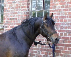 horse Henry Sanne B. (Friesian-Mix, 2005, from Hendrik Sanne B.)