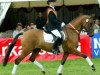 Dressurpferd Hb Dreamgirl (Deutsches Reitpferd, 2000, von FS Don't Worry)