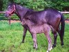 broodmare Roxana K (German Riding Pony, 1992, from Bayus)
