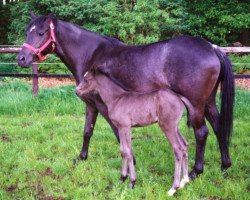 Zuchtstute Roxana K (Deutsches Reitpony, 1992, von Bayus)