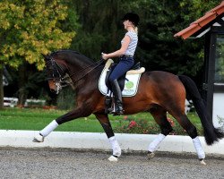 dressage horse Roncalli 100 (Westphalian, 2001, from Rockwell)