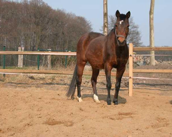 Zuchtstute Gesa (Deutsches Reitpony, 1980, von Ultimo xx)