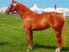 broodmare Birkenhain Golden Dabea (German Riding Pony, 2000, from Golden Dasher)