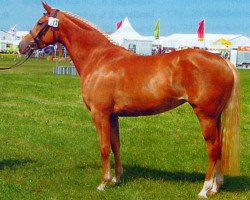 Zuchtstute Birkenhain Golden Dabea (Deutsches Reitpony, 2000, von Golden Dasher)