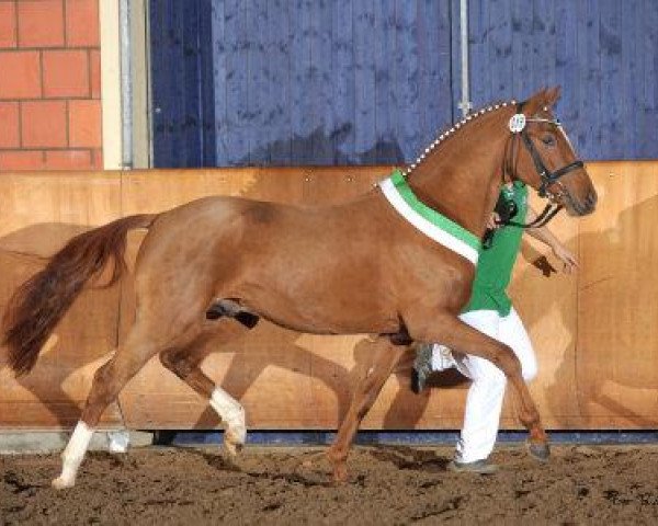 stallion Fs Dorian Gray (German Riding Pony, 2010, from FS Don't Worry)