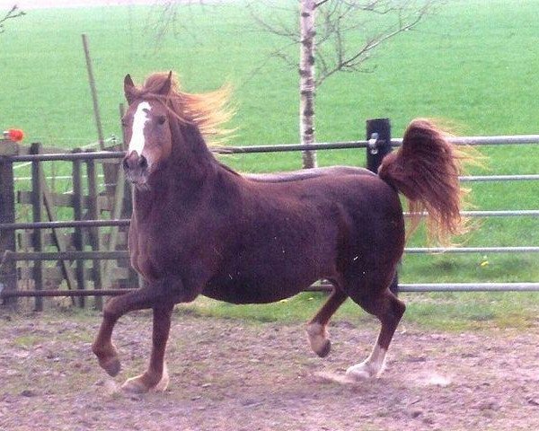 Zuchtstute Manda (Nederlands Welsh Ridepony, 1986, von Purpur ox)