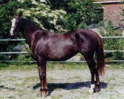 broodmare Molenhorn's Claudia (Nederlands Welsh Ridepony, 1994, from Julio Mariner xx)