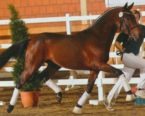 stallion FS Davidoff (German Riding Pony, 2008, from FS Don't Worry)