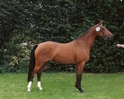 Zuchtstute Charissa (Deutsches Reitpony, 1999, von FS Cocky Dundee)