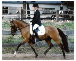 dressage horse Dragonheart NB (German Riding Pony, 2000, from FS Don't Worry)