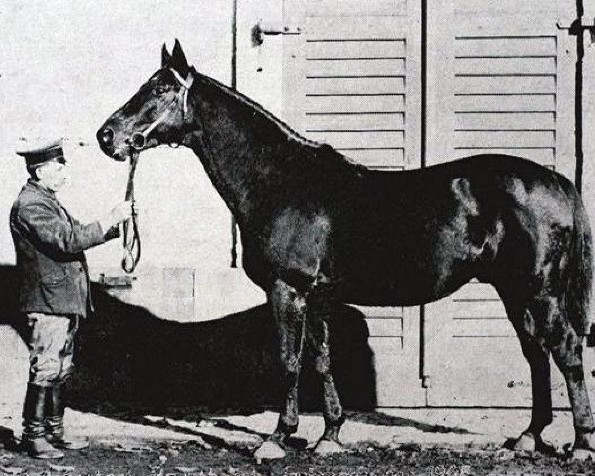 Deckhengst Irrlehrer (Trakehner, 1905, von Perfectionist xx)