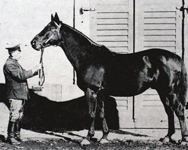 stallion Irrlehrer (Trakehner, 1905, from Perfectionist xx)
