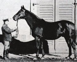 stallion Irrlehrer (Trakehner, 1905, from Perfectionist xx)