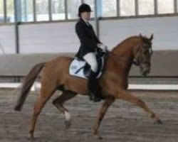 dressage horse Don't Thatch W (Rhinelander, 2000, from FS Don't Worry)