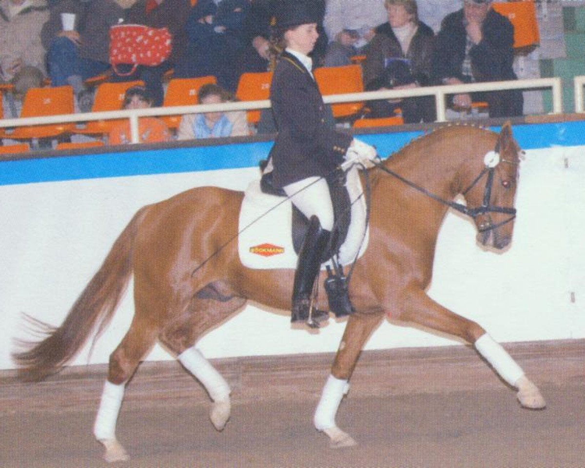 Dressurpferd Don't Forget (Deutsches Reitpony, 2000, von FS Don't Worry)