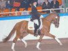 dressage horse Don't Forget (German Riding Pony, 2000, from FS Don't Worry)